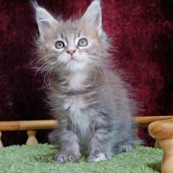 Maine Coon EZ Ofeliya