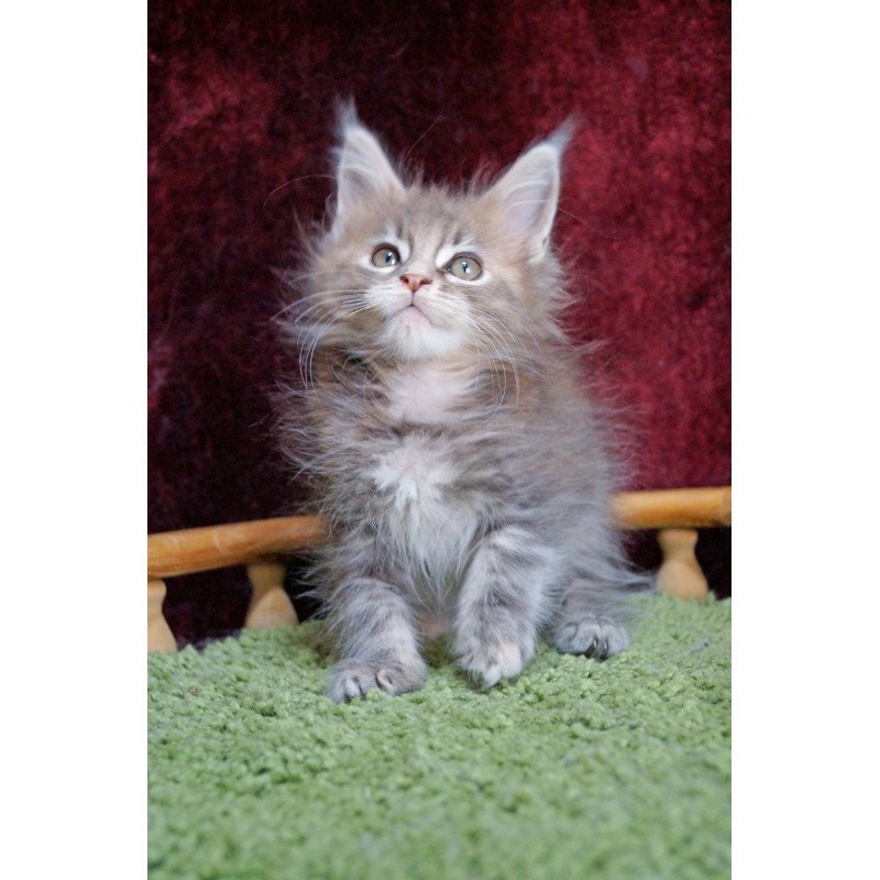 Maine Coon EZ Ofeliya
