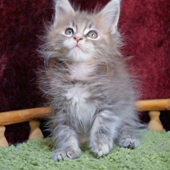 Maine Coon EZ Ofeliya