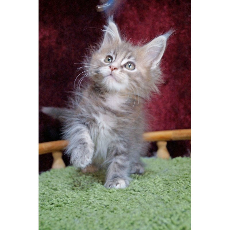 Maine Coon EZ Ofeliya