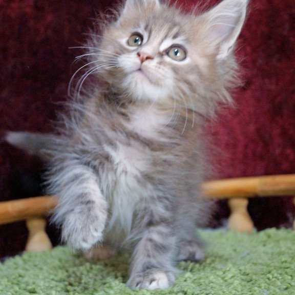 Maine Coon EZ Ofeliya