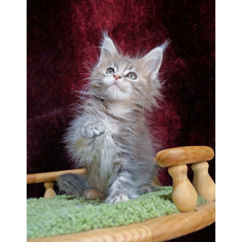 Maine Coon EZ Ofeliya