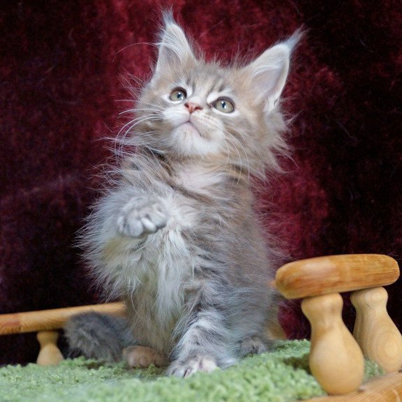 Maine Coon EZ Ofeliya