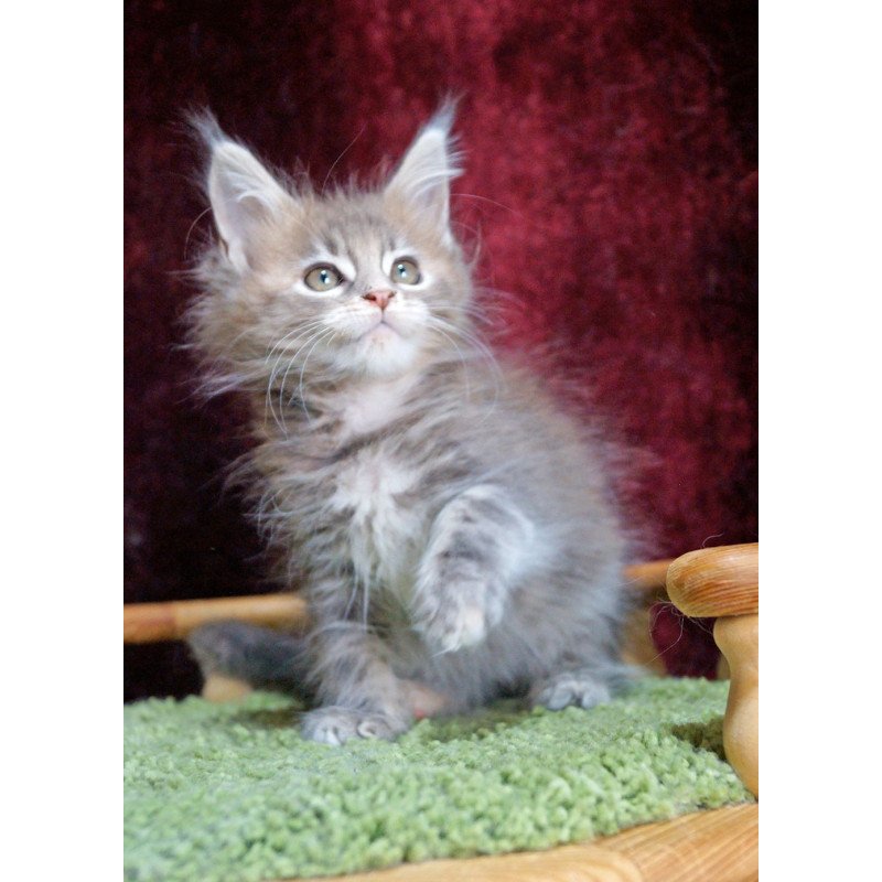 Maine Coon EZ Ofeliya