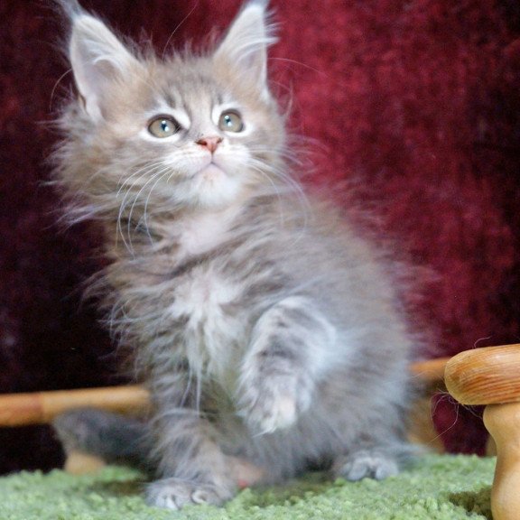 Maine Coon EZ Ofeliya