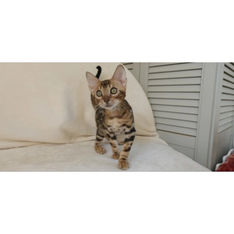 Bengal NOV Тamerlan