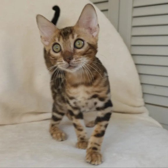 Bengal NOV Тamerlan