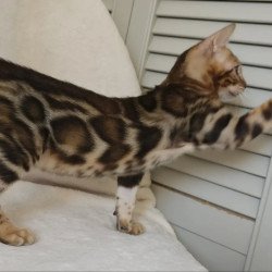 Bengal NOV Тamerlan
