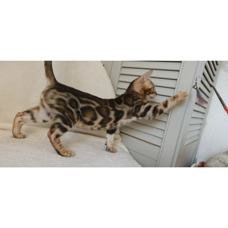 Bengal NOV Тamerlan