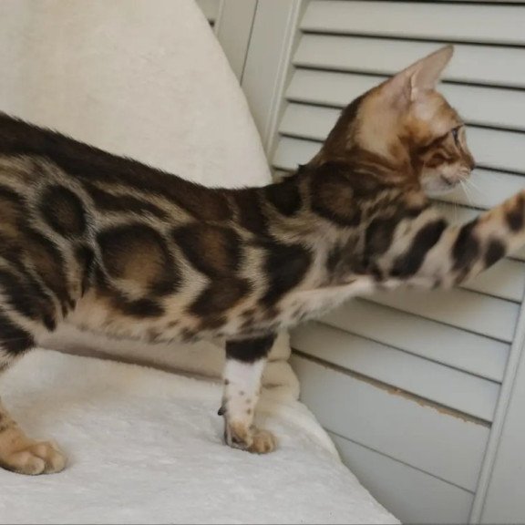 Bengal NOV Тamerlan