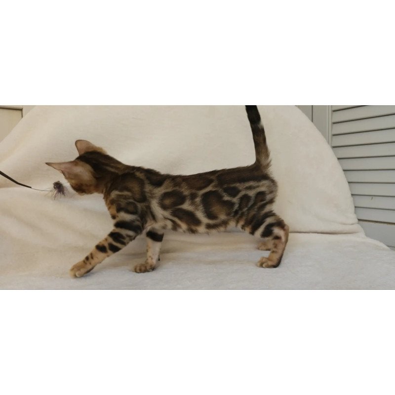 Bengal NOV Тamerlan