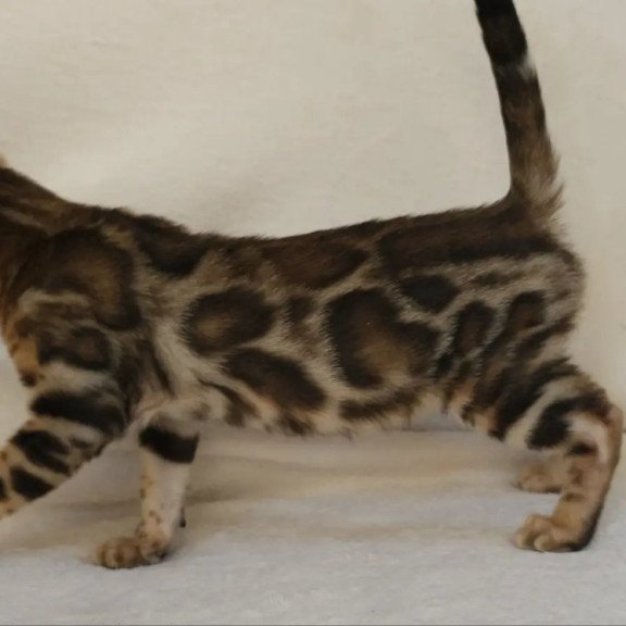 Bengal NOV Тamerlan