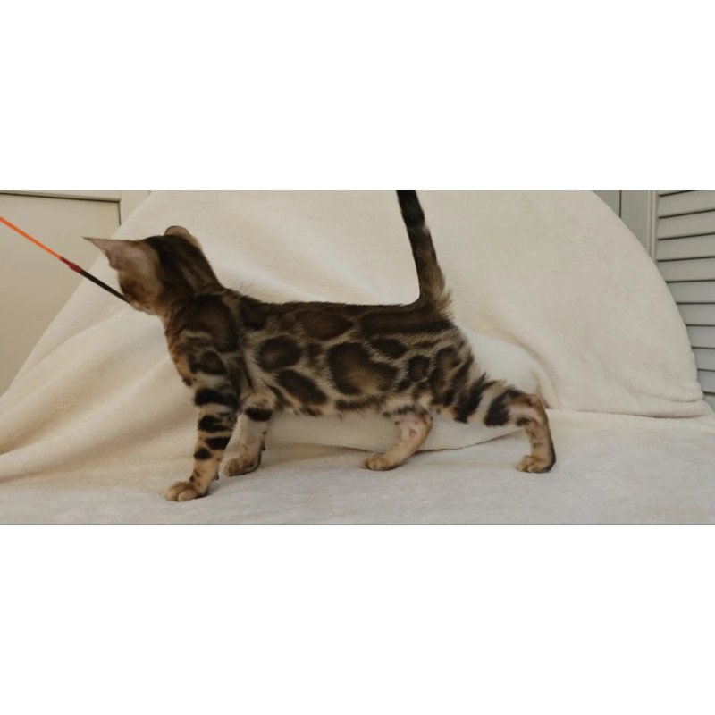 Bengal NOV Тamerlan