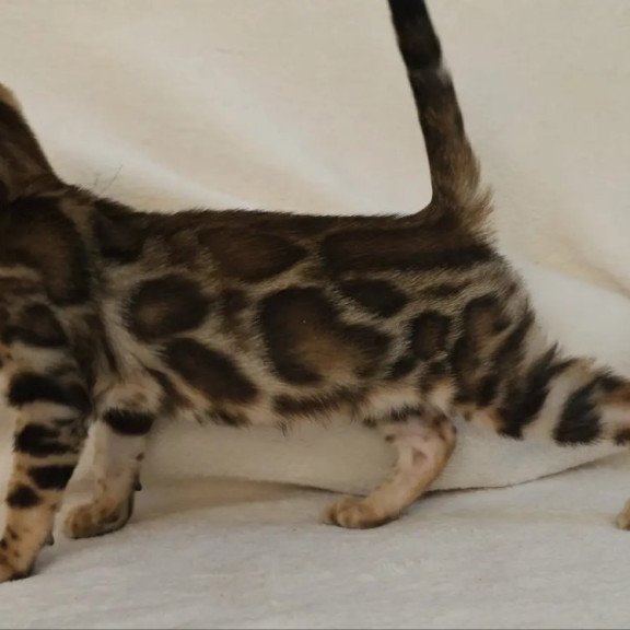 Bengal NOV Тamerlan