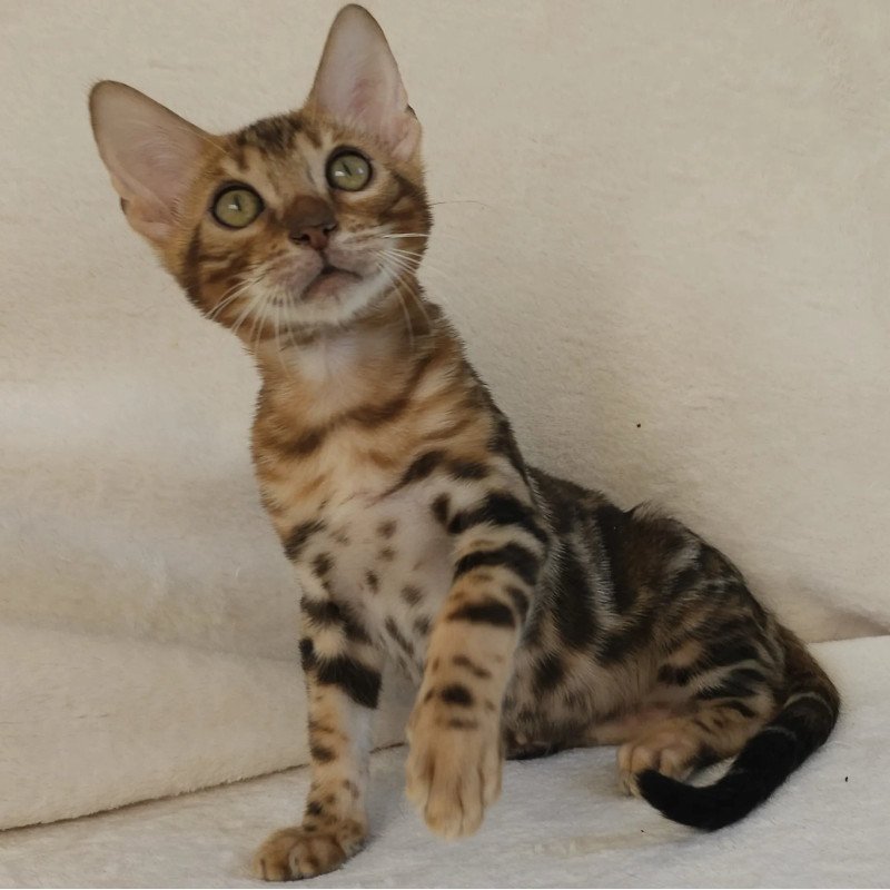 Bengal NOV Тamerlan
