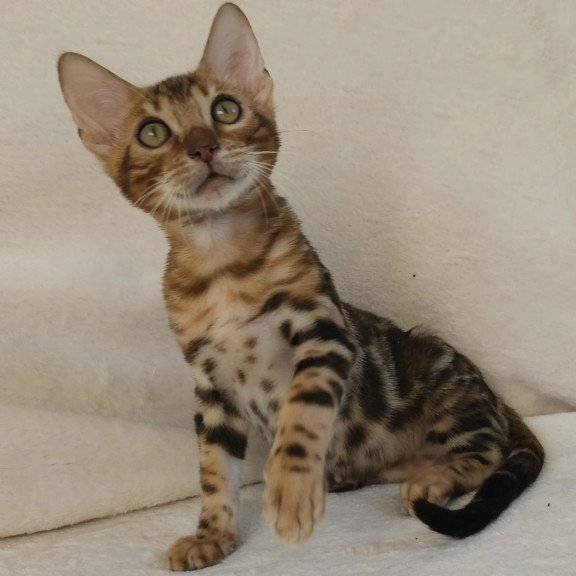 Bengal NOV Тamerlan