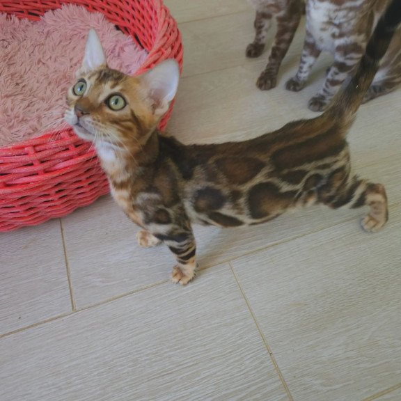 Bengal NOV Тamerlan