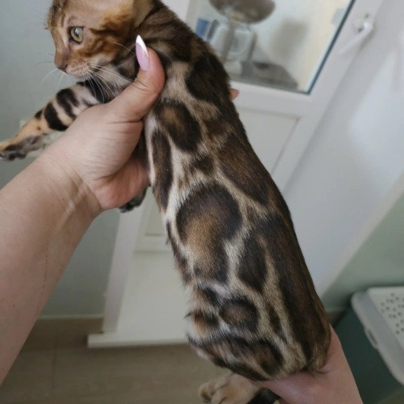 Bengal NOV Тamerlan