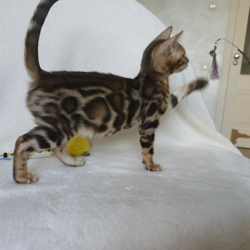 Bengal NOV Тamerlan