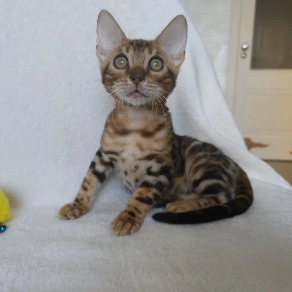 Bengal NOV Тamerlan