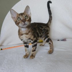 Bengal NOV Тamerlan