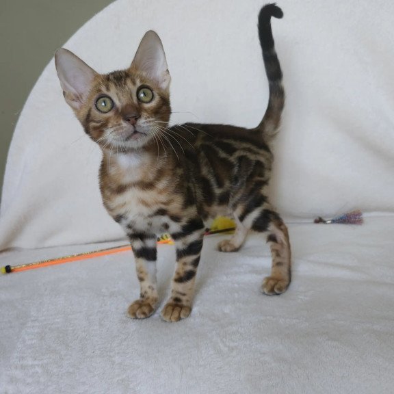Bengal NOV Тamerlan