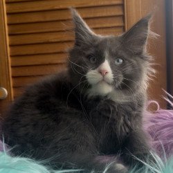 Maine Coon NOV Hugo