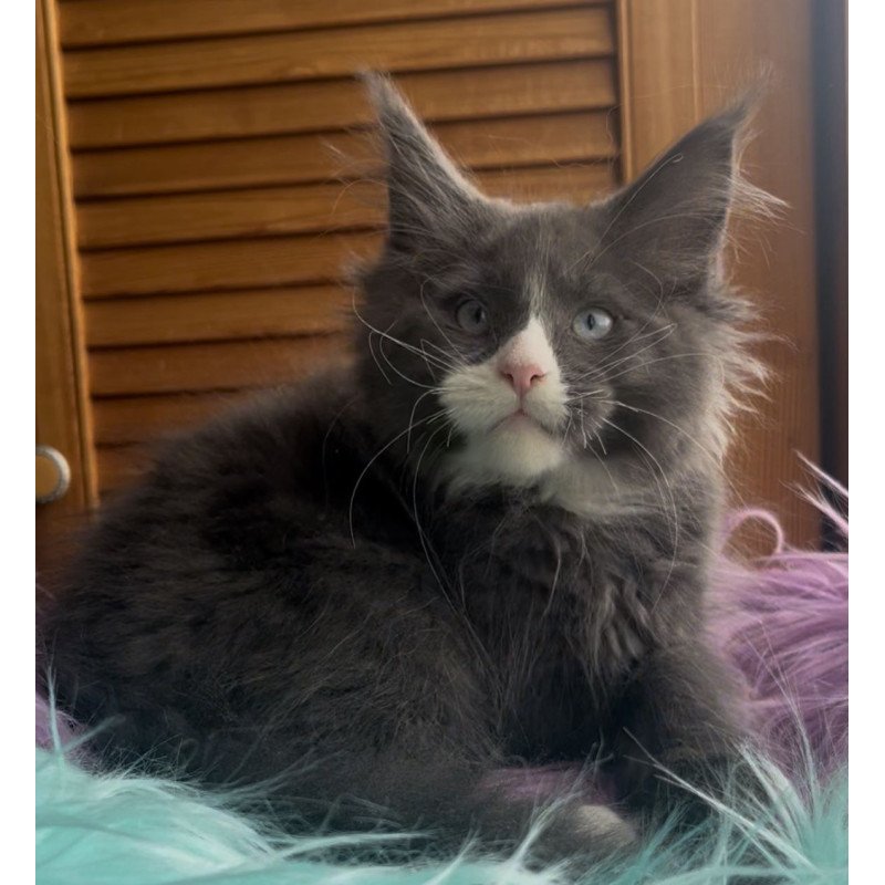 Maine Coon NOV Hugo