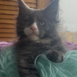 Maine Coon NOV Hugo