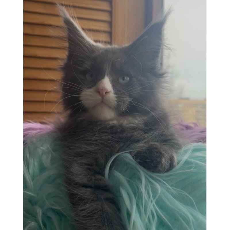 Maine Coon NOV Hugo