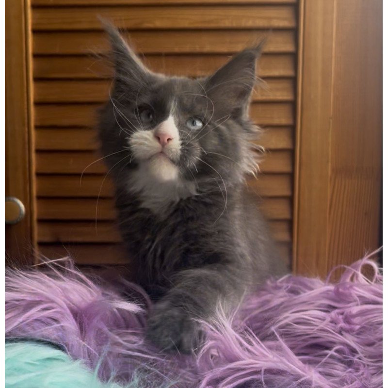 Maine Coon NOV Hugo
