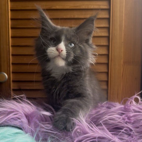 Maine Coon NOV Hugo
