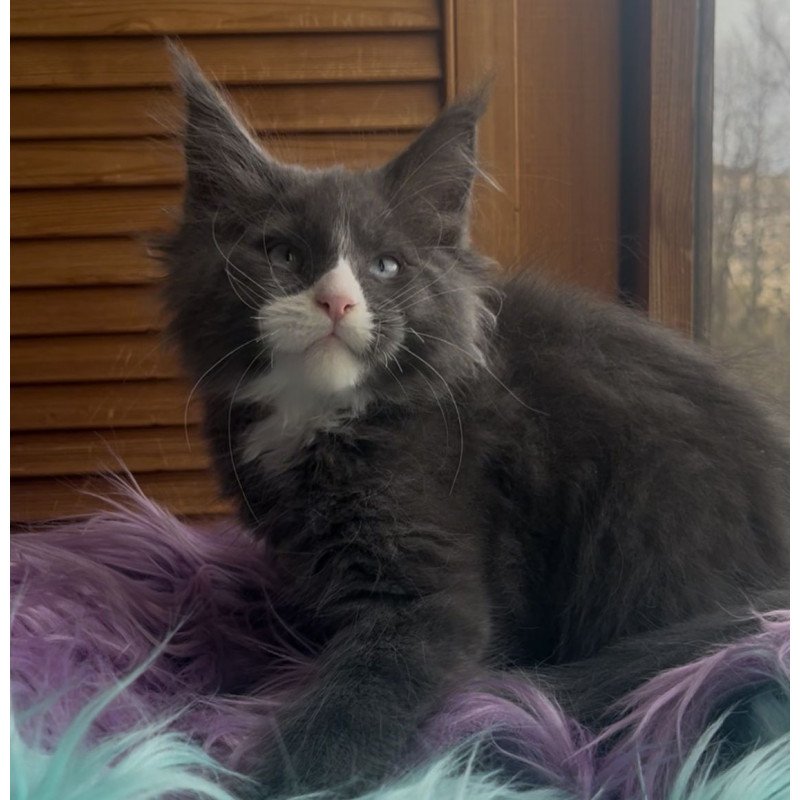 Maine Coon NOV Hugo