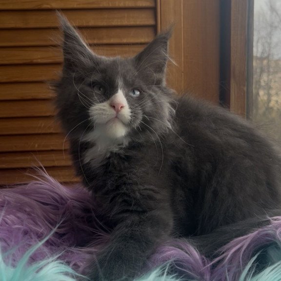 Maine Coon NOV Hugo