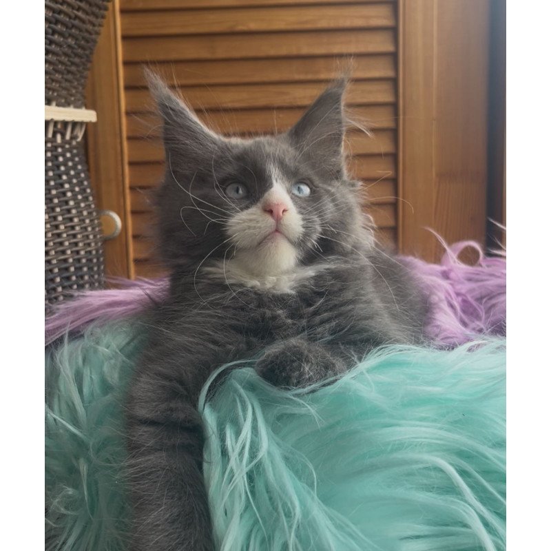 Maine Coon NOV Hugo