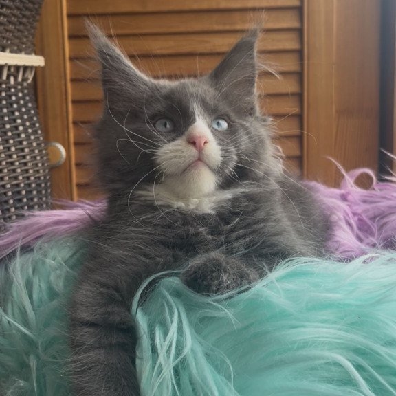 Maine Coon NOV Hugo