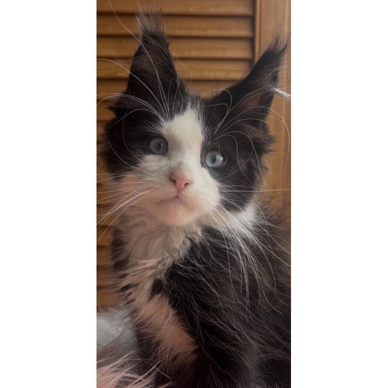 Maine Coon NOV Honor Polydactyl