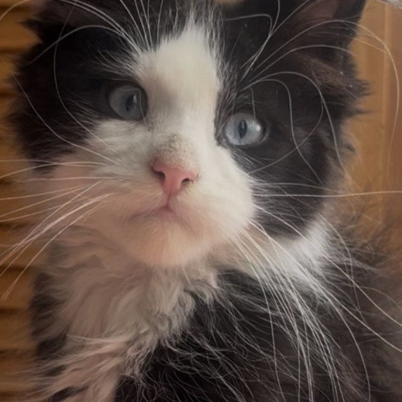 Maine Coon NOV Honor Polydactyl
