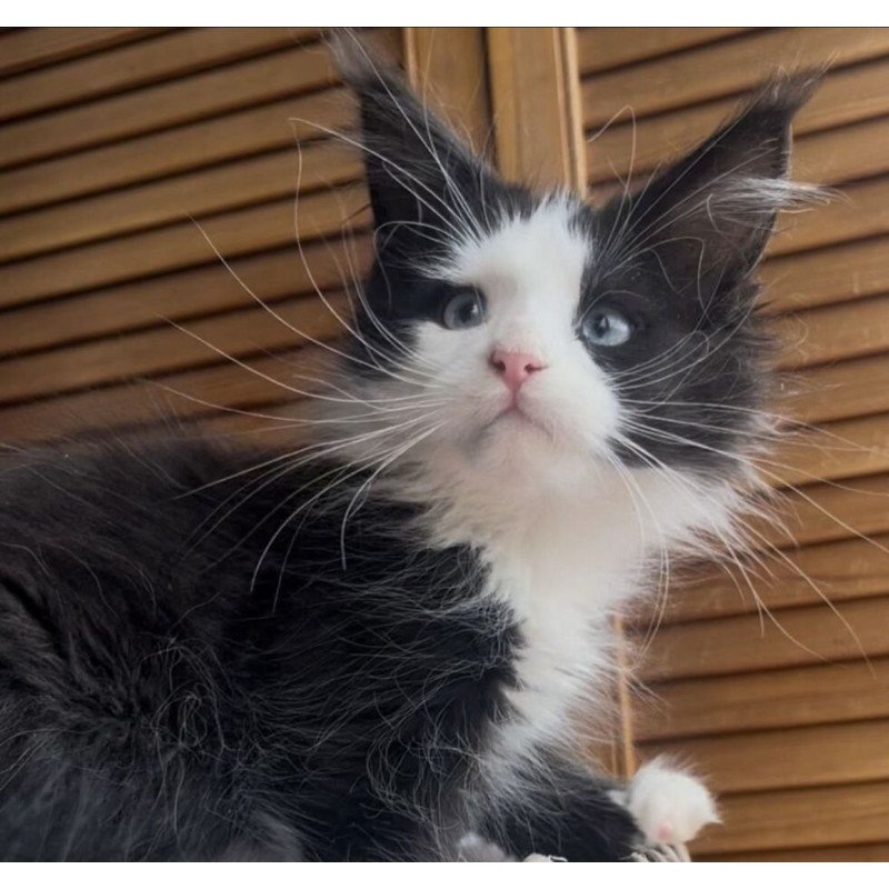 Maine Coon NOV Honor Polydactyl