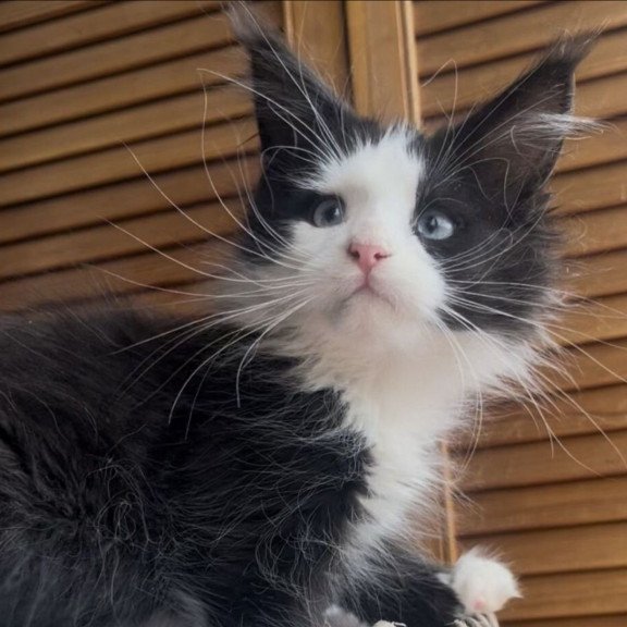 Maine Coon NOV Honor Polydactyl
