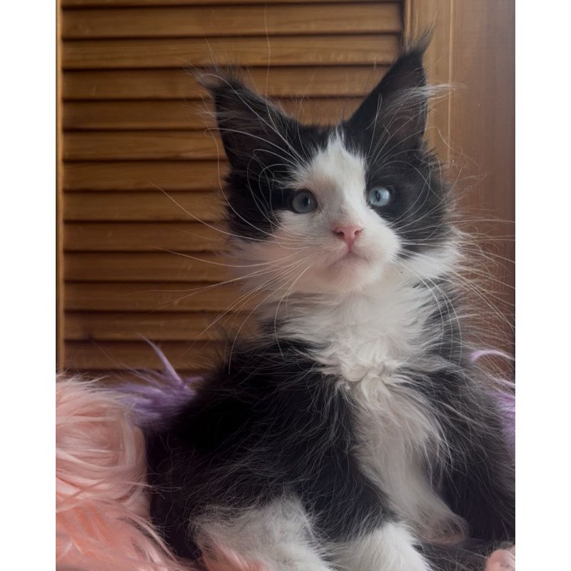 Maine Coon NOV Honor Polydactyl
