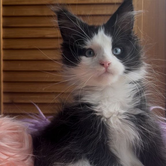 Maine Coon NOV Honor Polydactyl
