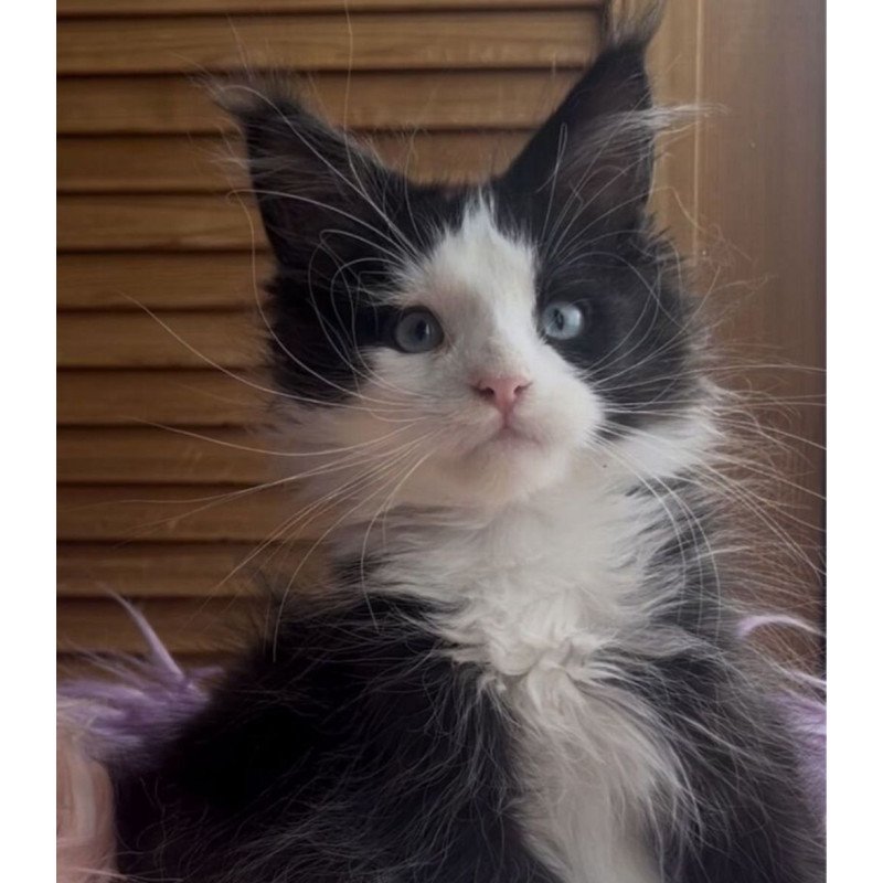 Maine Coon NOV Honor Polydactyl
