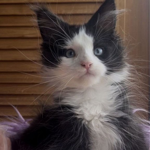 Maine Coon NOV Honor Polydactyl