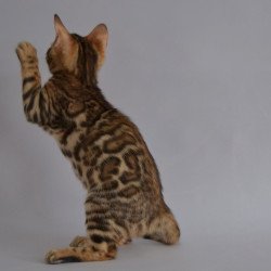 Bengal POLIN Vanessa