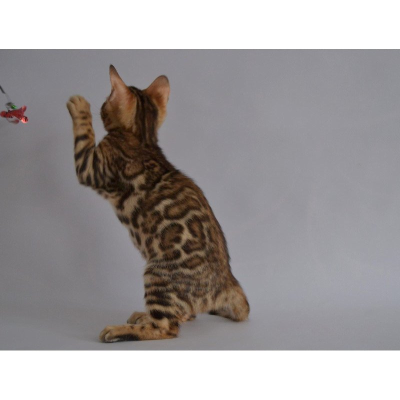 Bengal POLIN Vanessa
