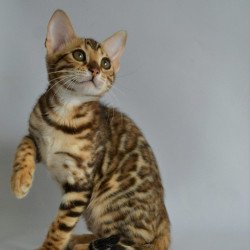 Bengal POLIN Vanessa