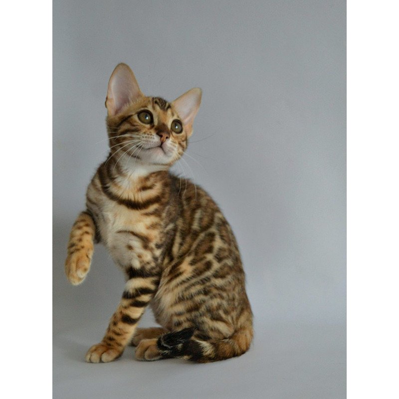 Bengal POLIN Vanessa