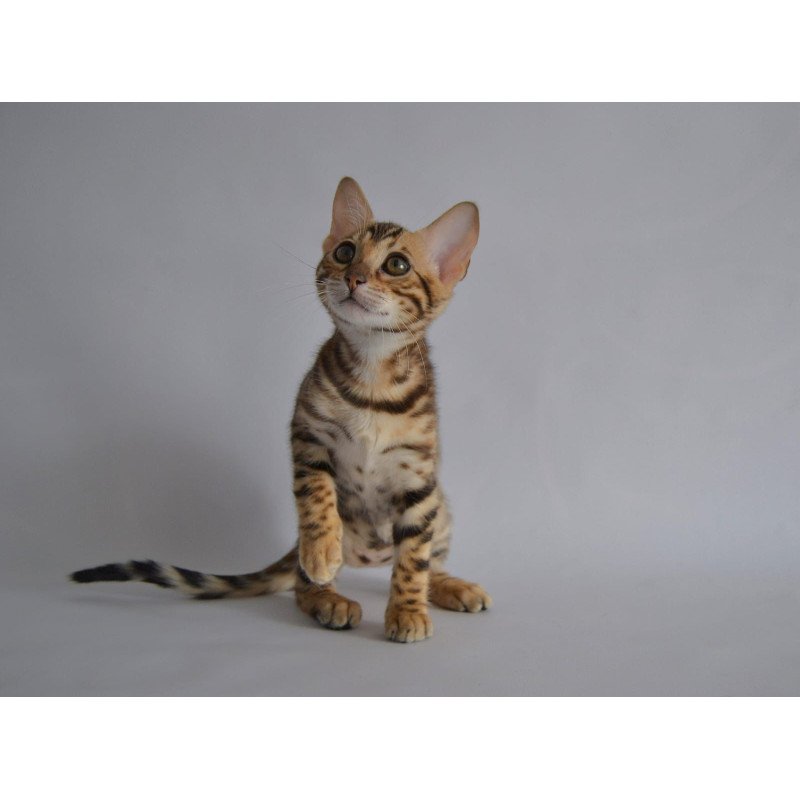 Bengal POLIN Vanessa
