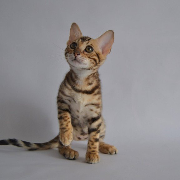 Bengal POLIN Vanessa